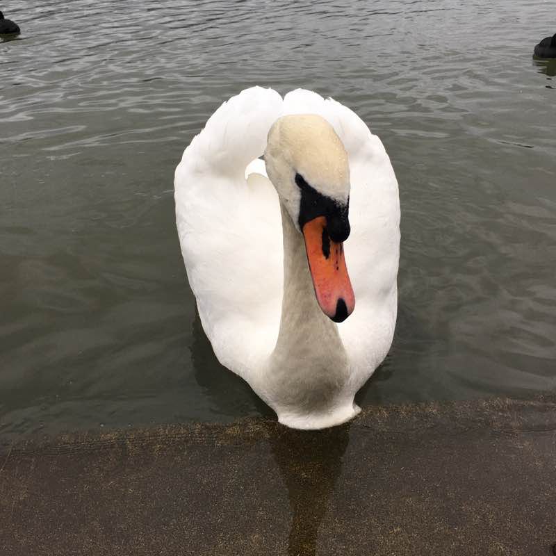 Linlithgow Loch and around town. walking route map in Linlithgow