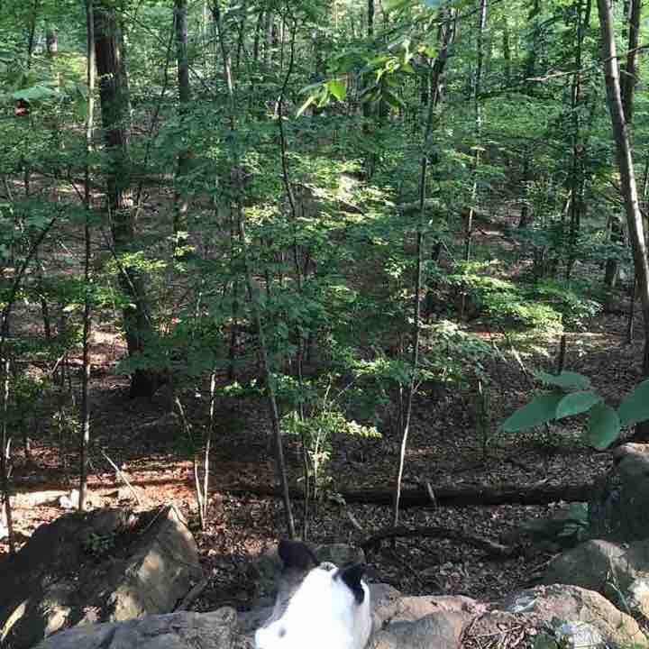 Burn off that Jersey Mike's sub walking route map in Bloomfield