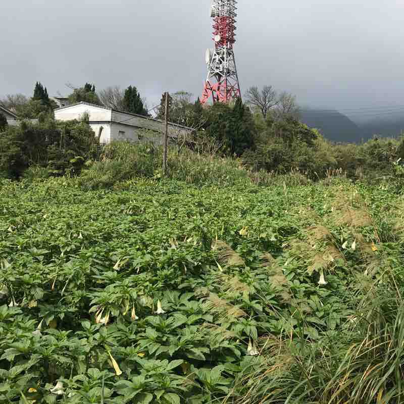 竹子湖步道健行