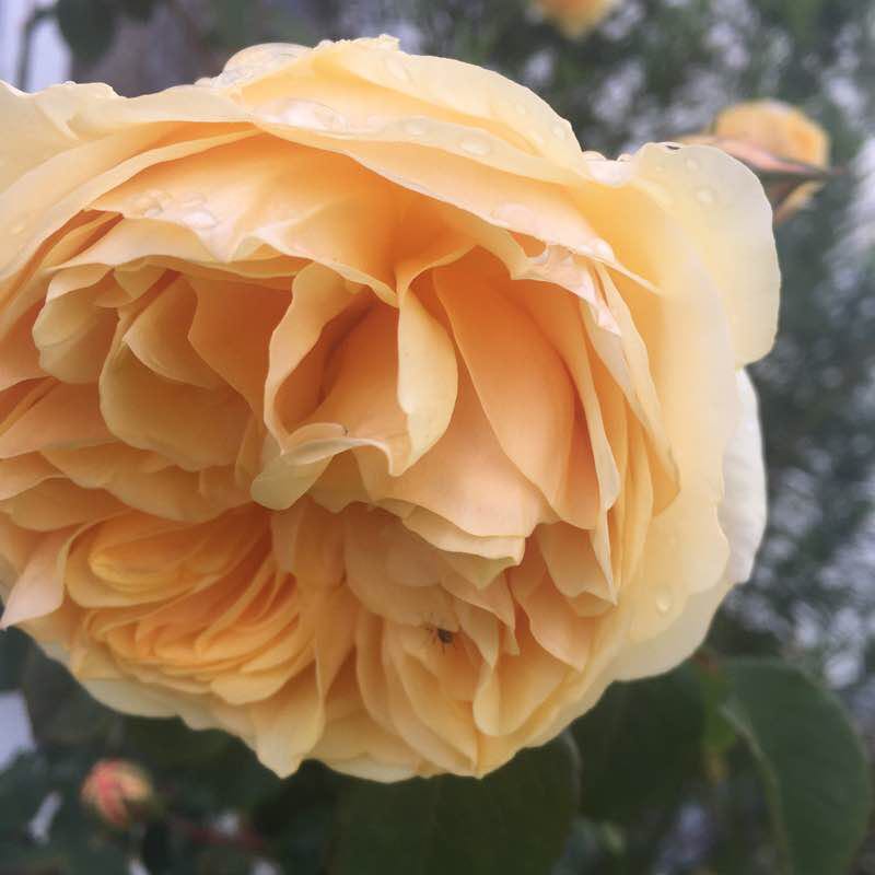 Fairclough Birkdale Lancaster