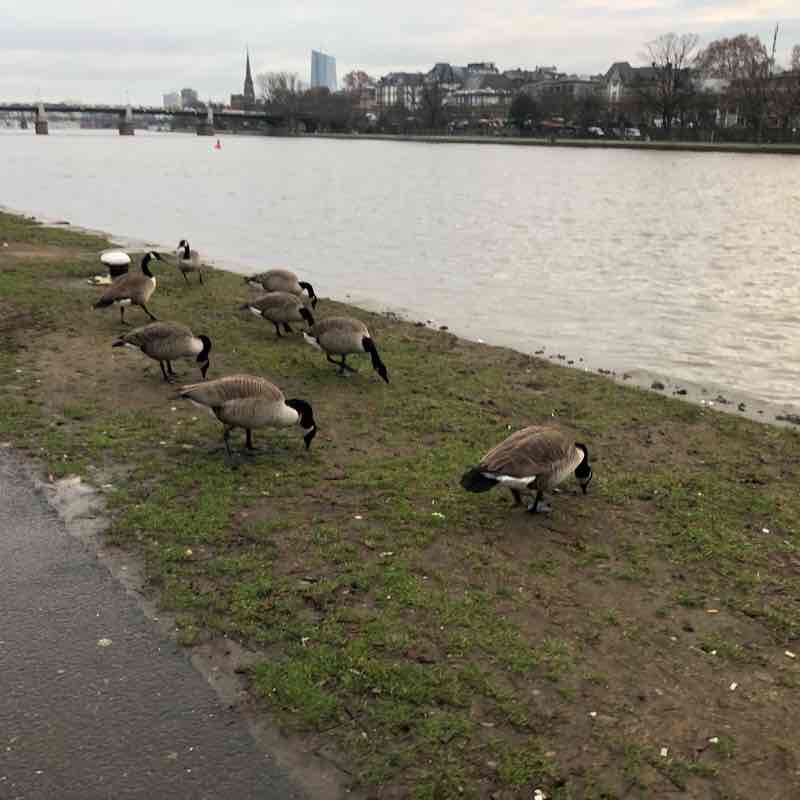 Frankfurt river run