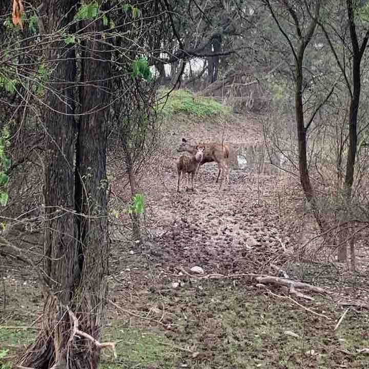 Lake side view n forest 