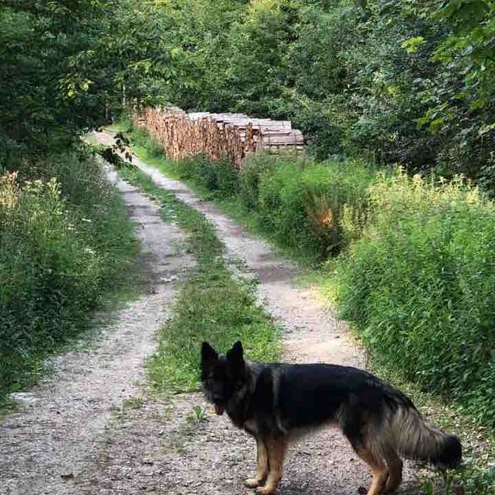 Apples: walk in the forest walking route map in Hautemorges