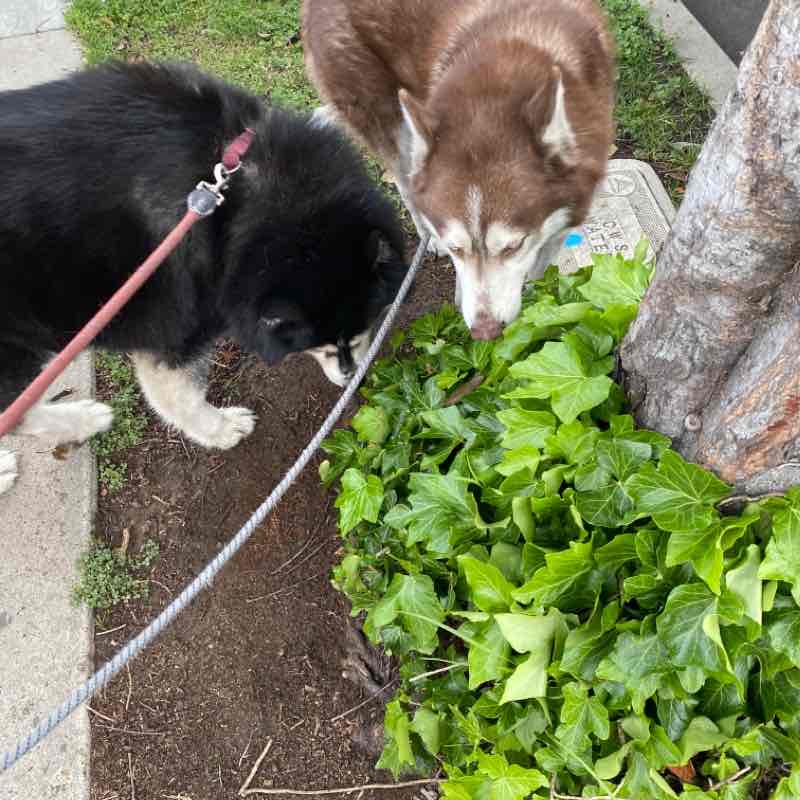 Ryu and Goku Wed Mar 18