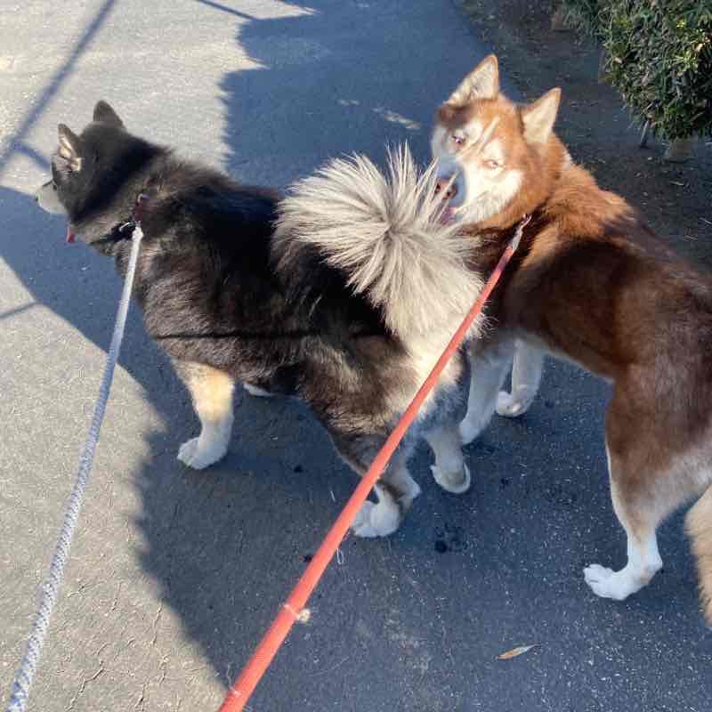 Ryu and Goku Tue Dec 31