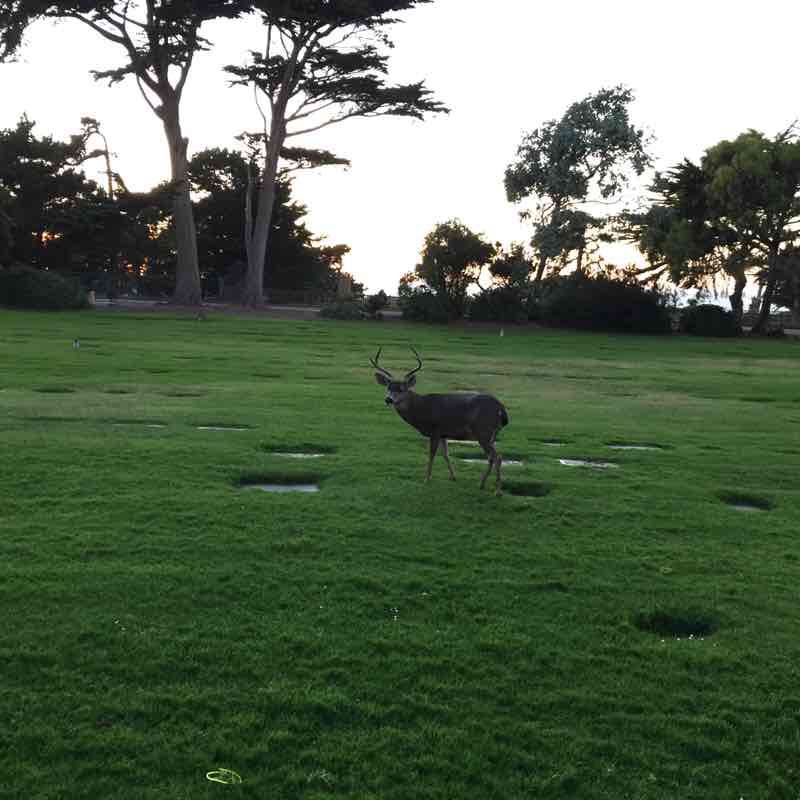 Point Pinos run walking route map in Sand City
