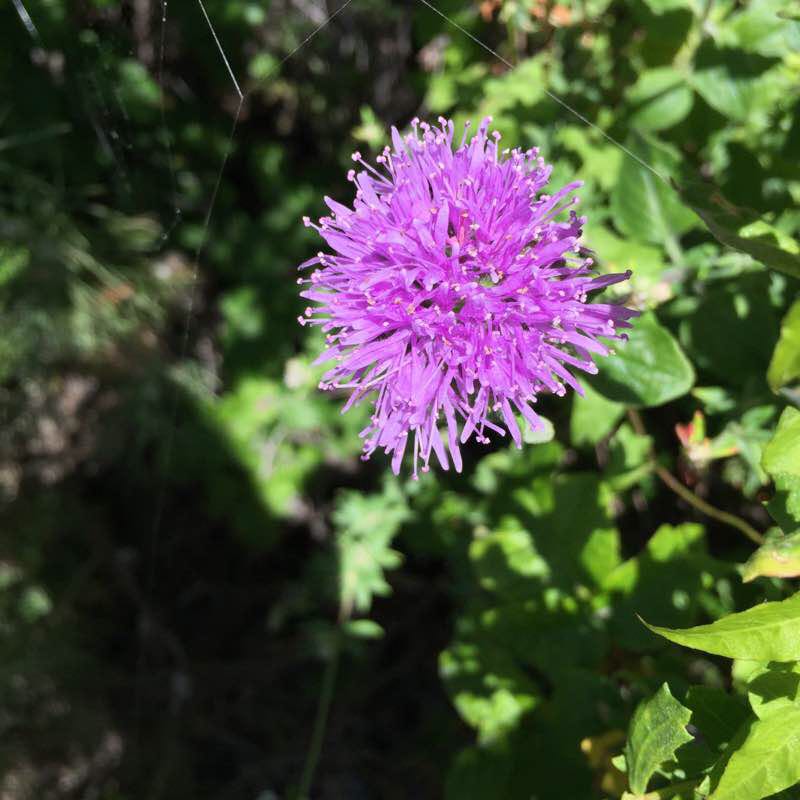 Bird mountain (Palo Corona)