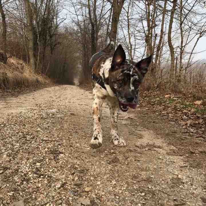 Around the cuckoo walking route map in Pieve di Soligo