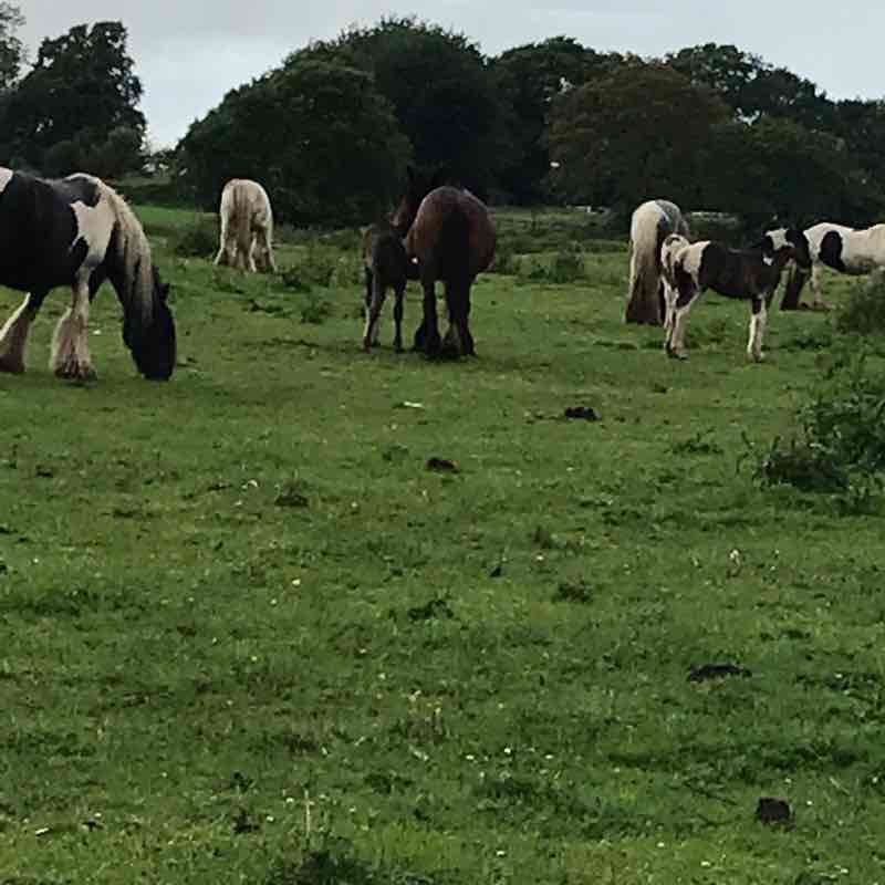 Pleasley Vale walking route map in Pleasley