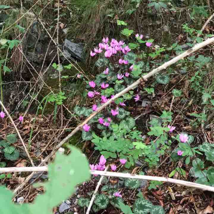 Baita ring hut of the Malegno company walking route map in Dosso Portole