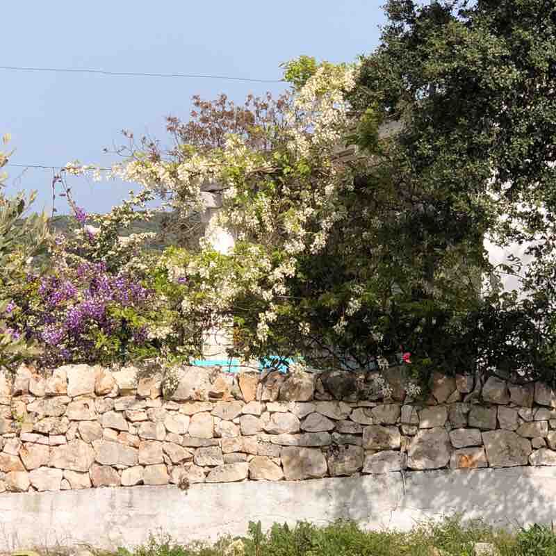 Contrada Carluccio - Monopoli walking route map in Gorgofreddo