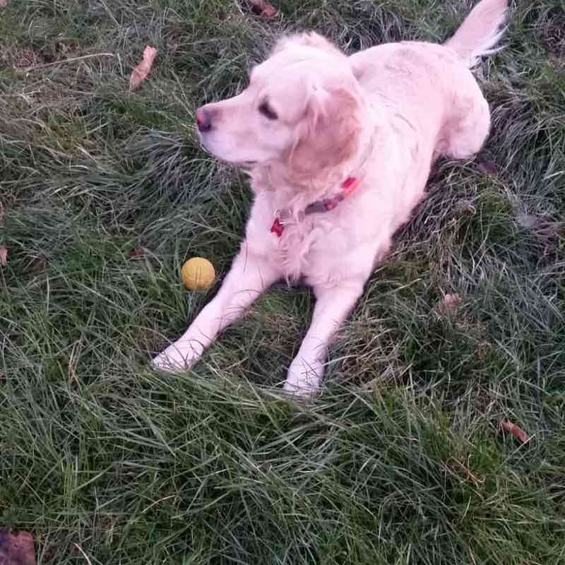 Galbally walking route map in Garlate