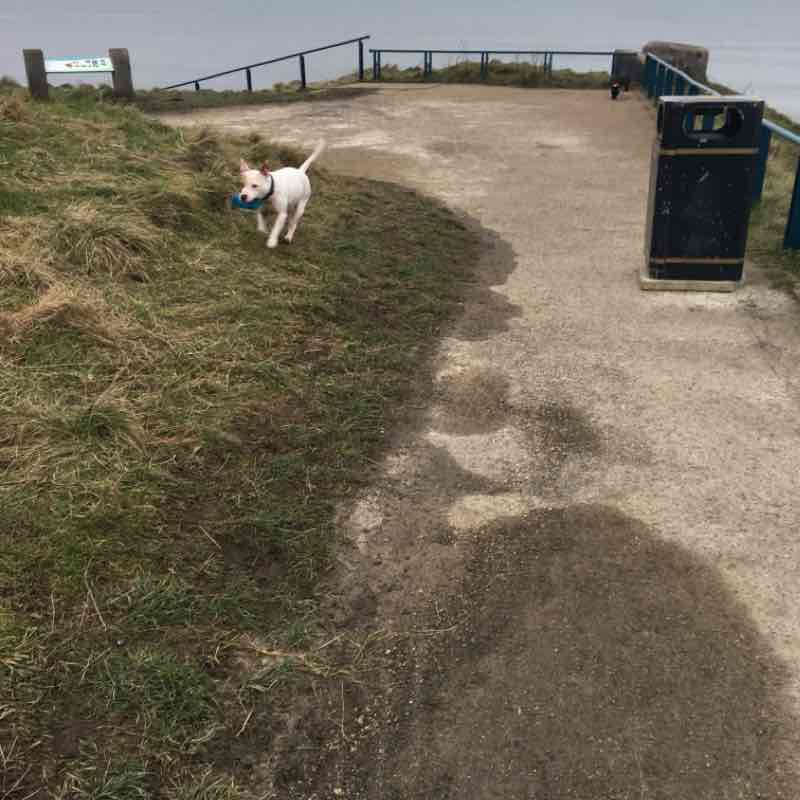 Cliff tops at blackhall rocks