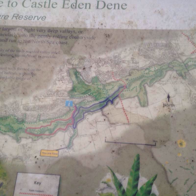 Castle Eden squirrel route walking route map in Hesleden