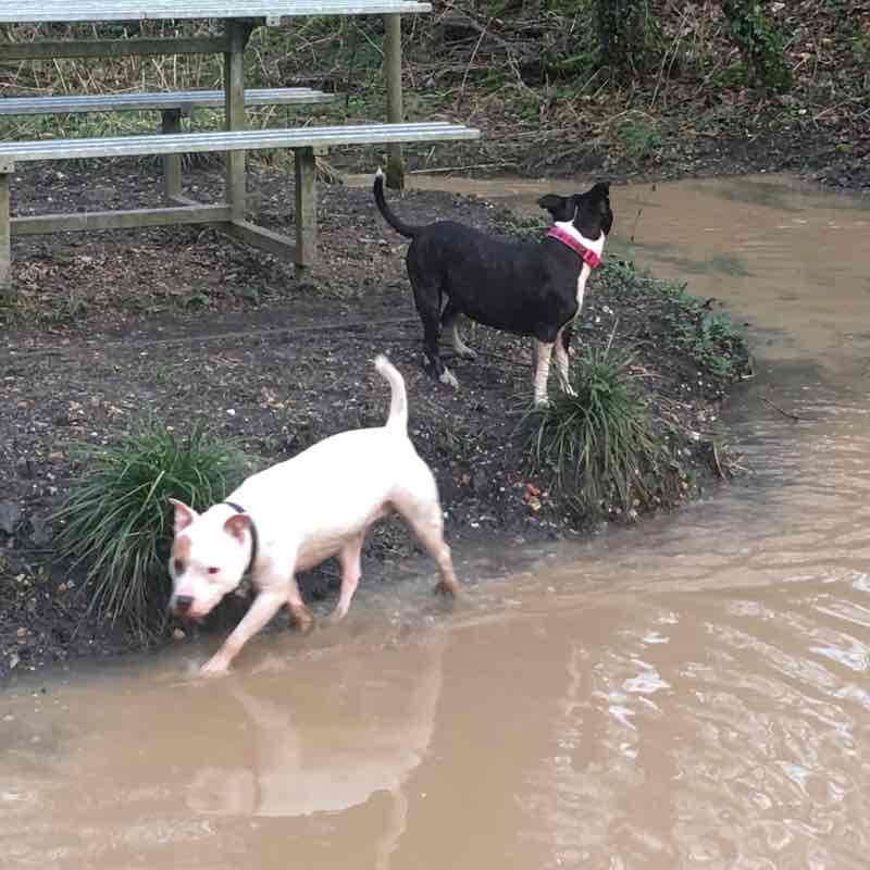 Hart to haswell walk walking route map in Blackhall Colliery