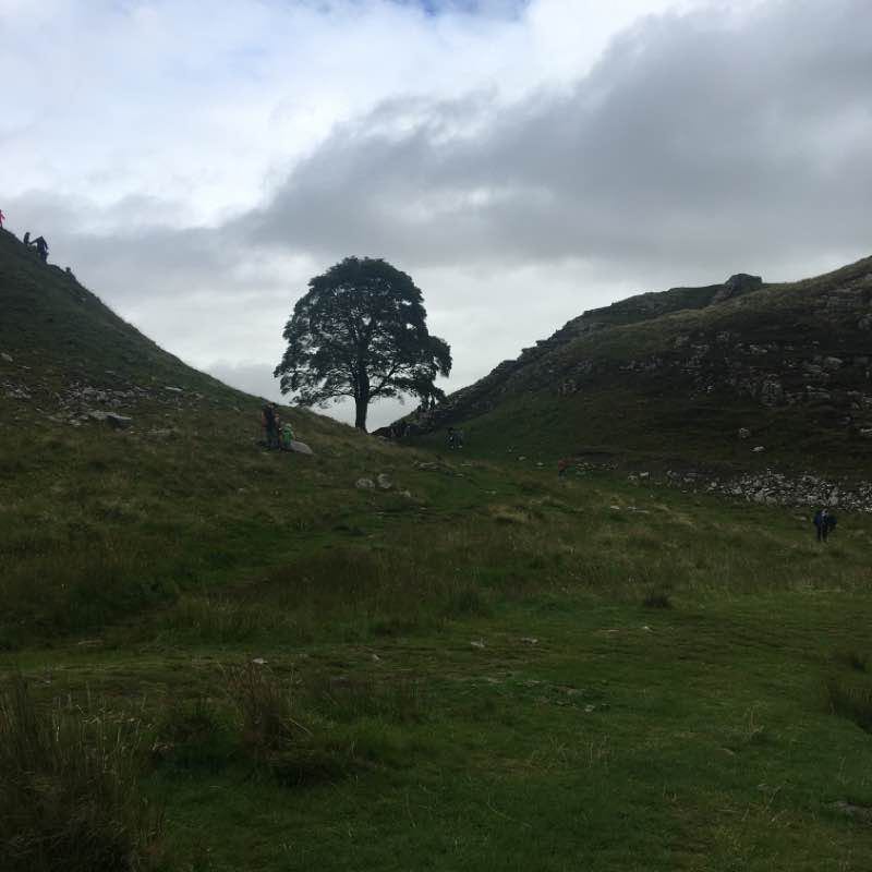 Sycamore gap