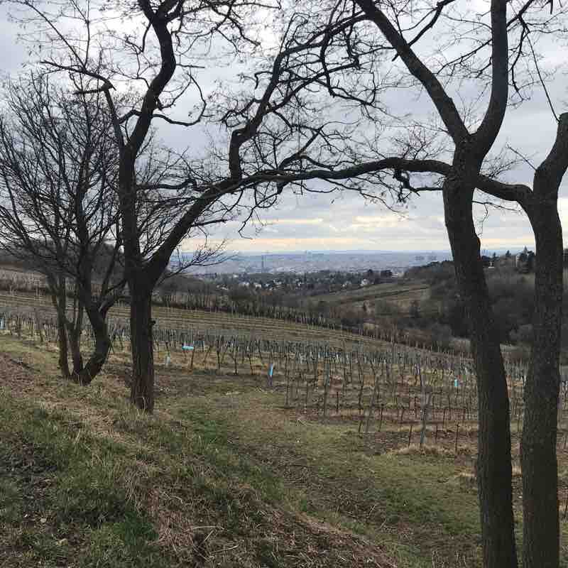 Beethovengang Walk Trail Döbling, Vienna, Austria Pacer