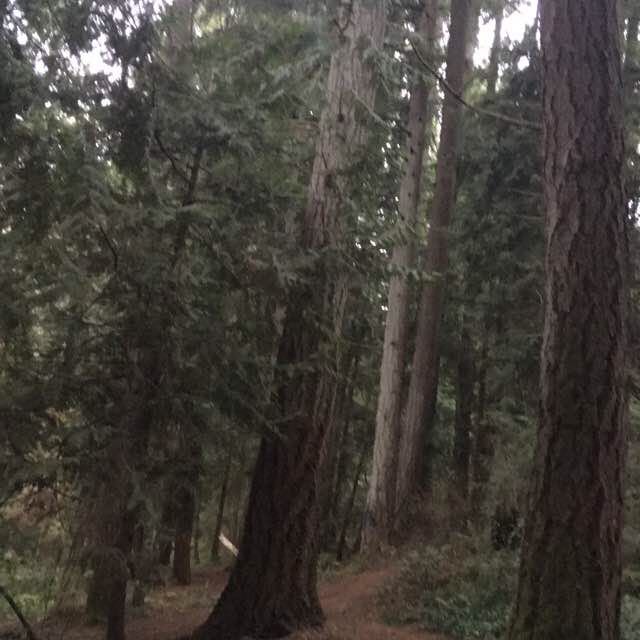 Jackson school woods 