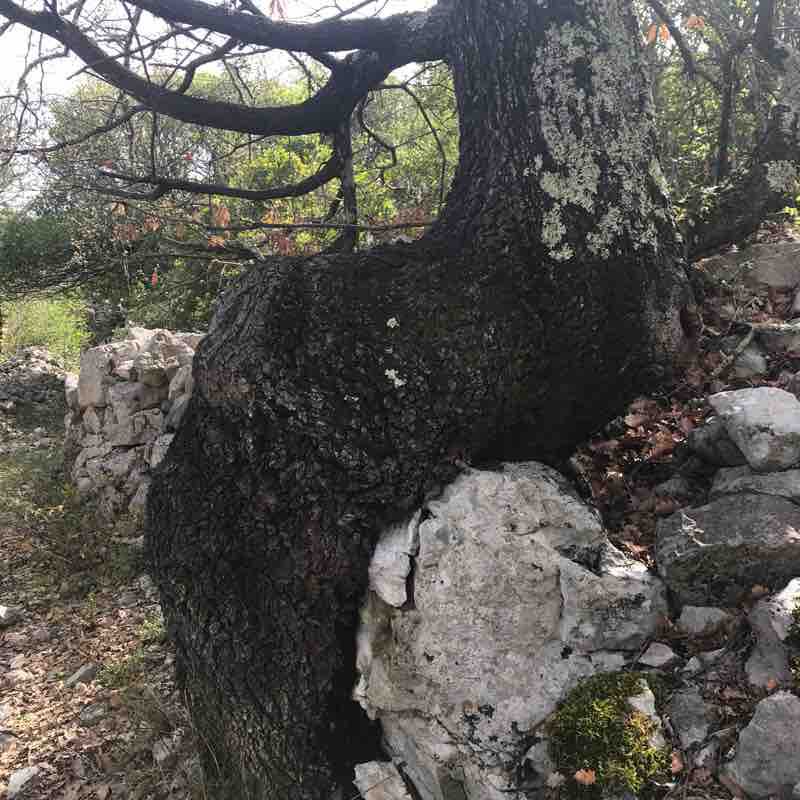 The sea of rocks saves walking route map in Sauve
