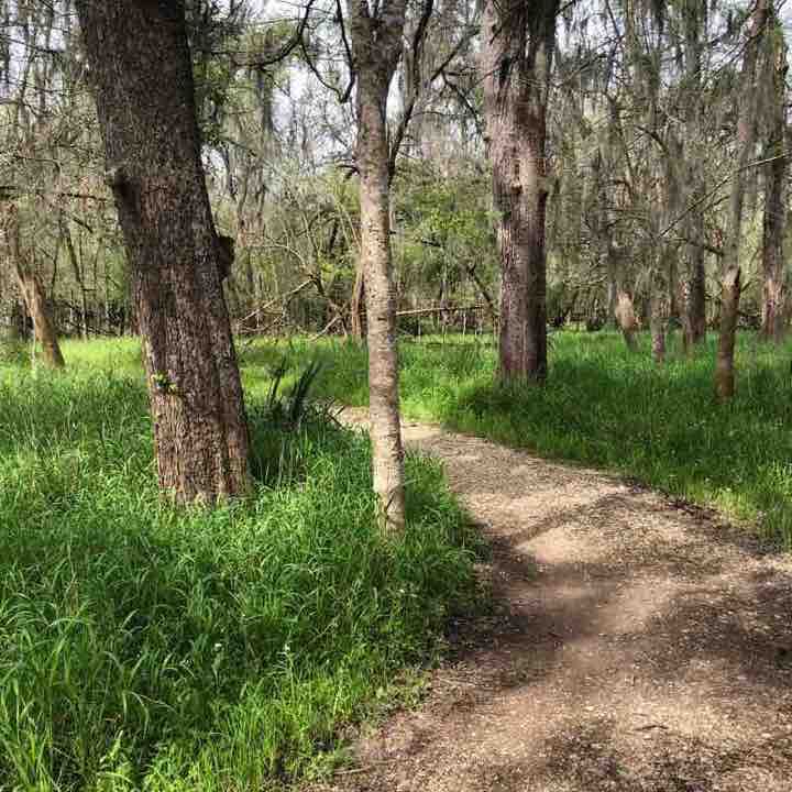 Stephen F Austin State Park  walking route map in Pattison