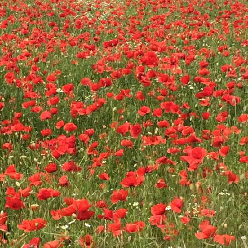 Flat land walking route map in San Colombano al Lambro