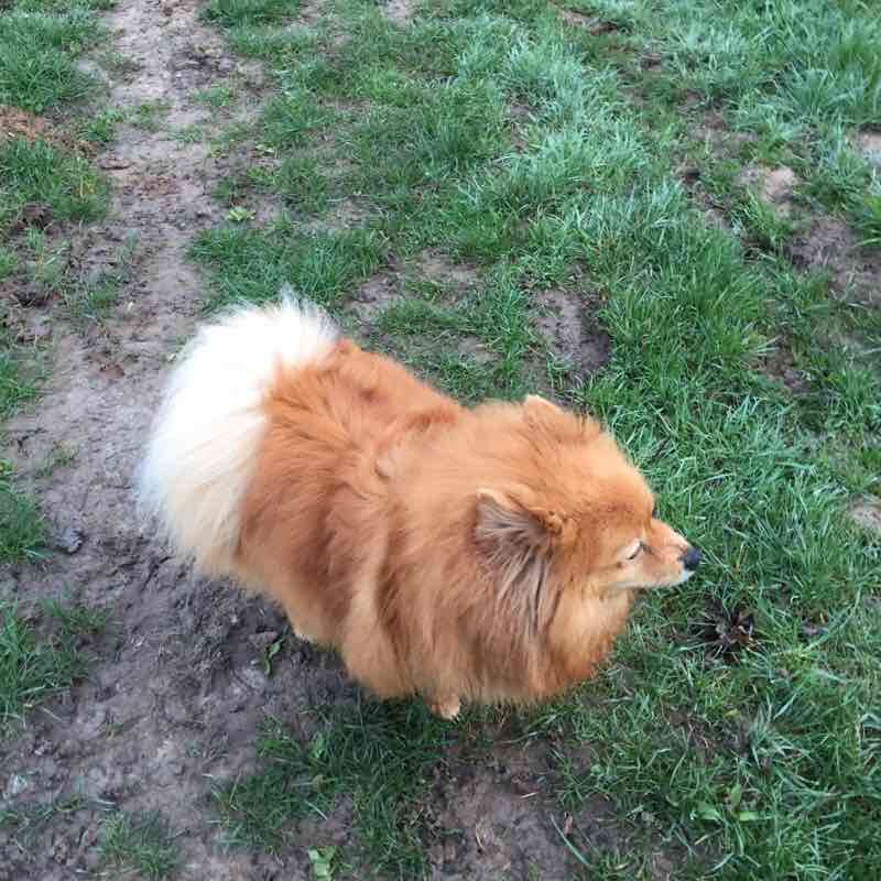 Daily ballad walking route map in Chauvry