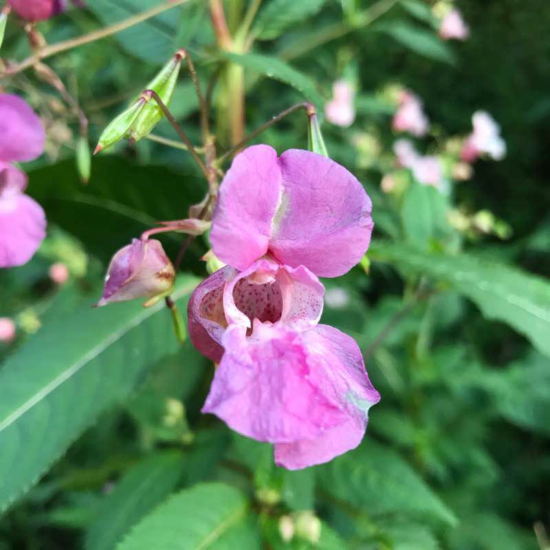 Sull’adda da caiolo a Sondrio 