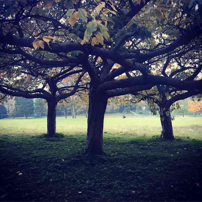 Pooch Walk 🐕 walking route map in Guston