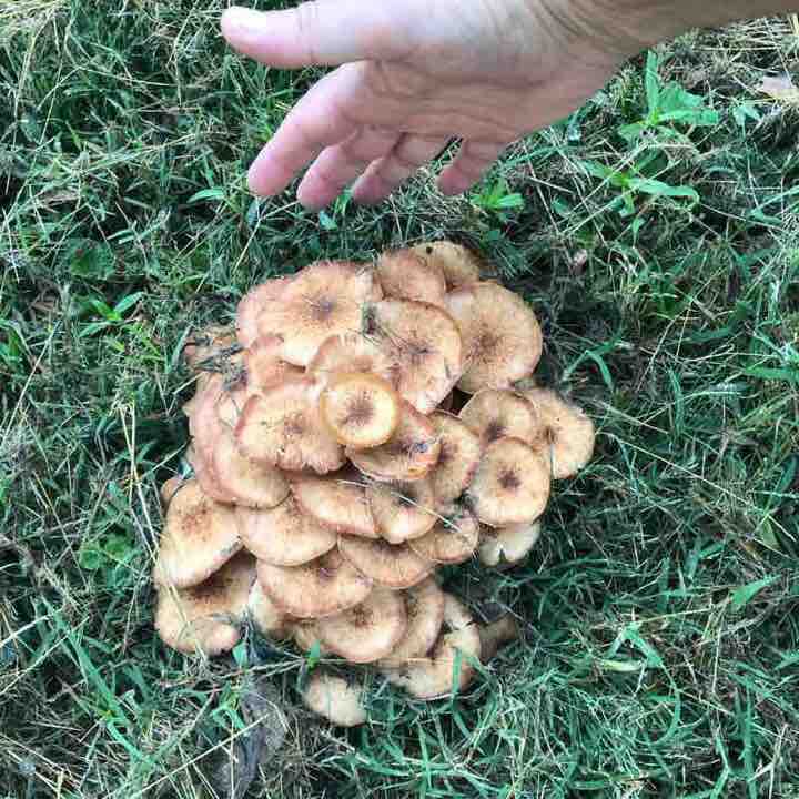 Briarcrest The Enclave Walk Trail Waxhaw, North Carolina, USA Pacer