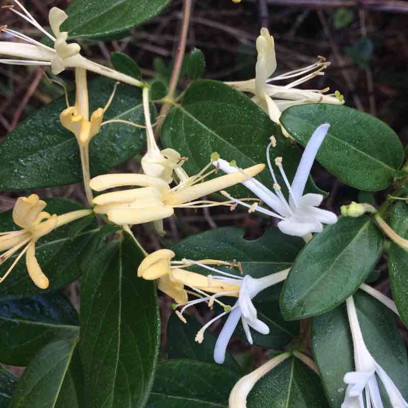 Walk along Mineral Springs. Trail Waxhaw, North Carolina, USA Pacer