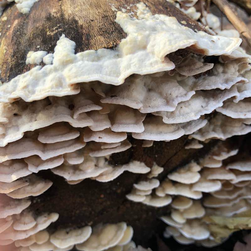 A walk through the woods 12/20/19. with Yesenka! walking route map in Waxhaw