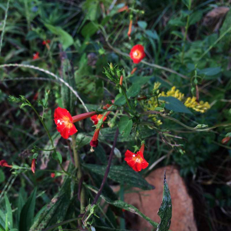 MINERALSPRINGS Walk Trail Waxhaw, North Carolina, USA Pacer