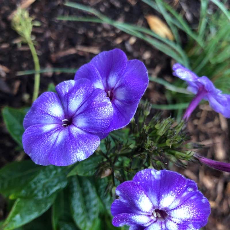 Winding oaks. walking route map in Waxhaw