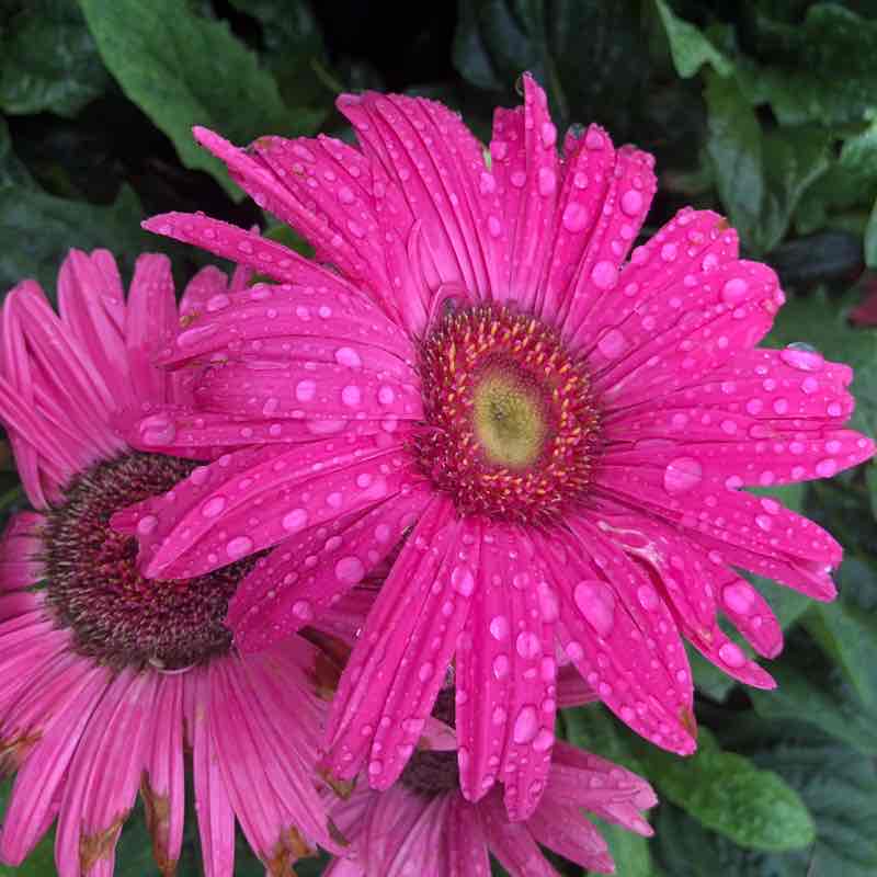 To the right of the Caravan Line. walking route map in Waxhaw
