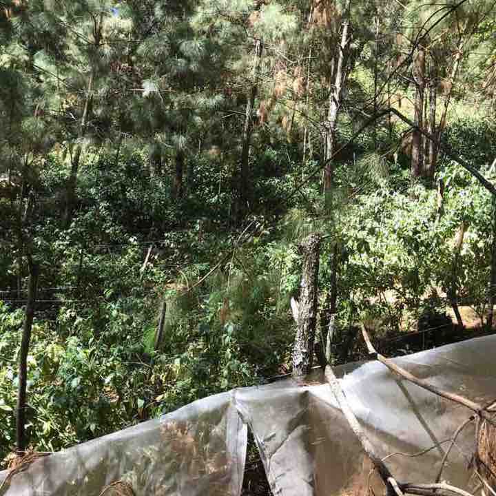 Estribo Grande de Patzcuaro 