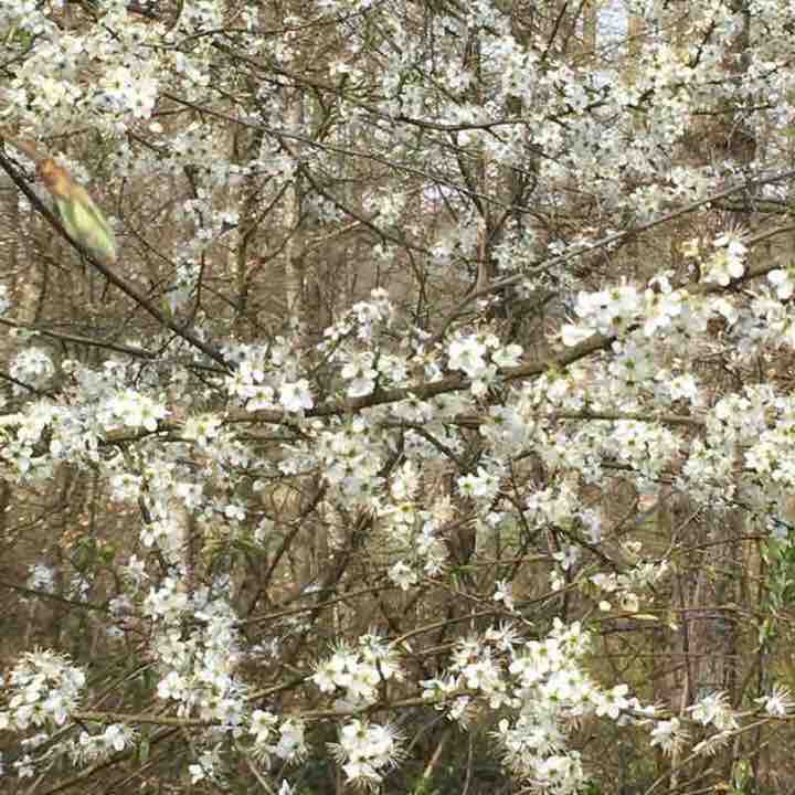 Wellness activity walking route map in Balschwiller