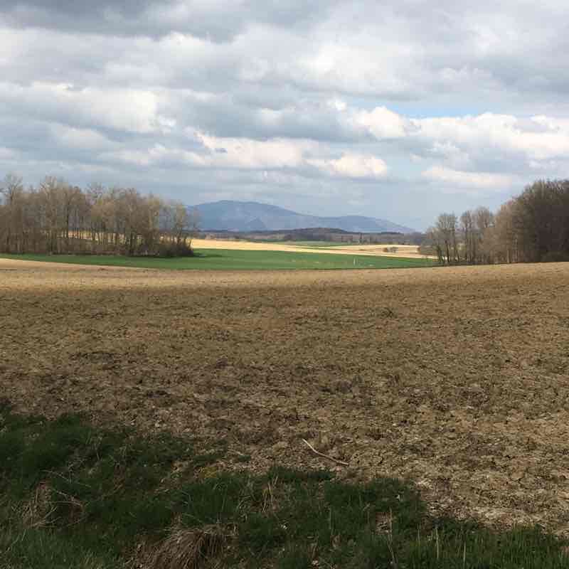 Departure Buetwiller, to Falkwiller, Balschwiller walking route map in Buethwiller