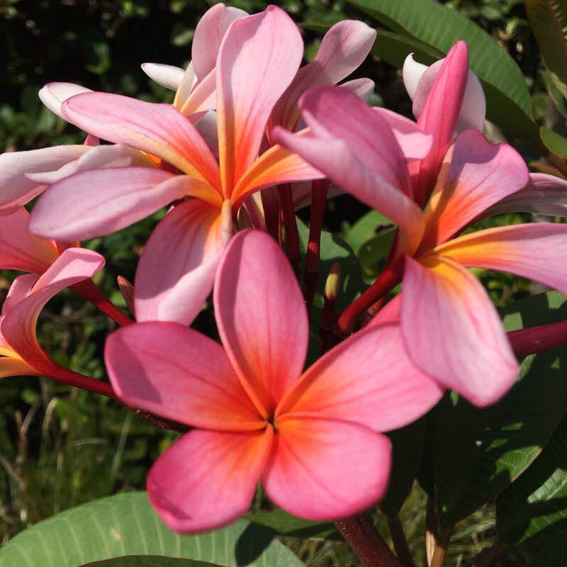 Waverton to CBD over the Rocks to Kirribilli walking route map in Wollstonecraft