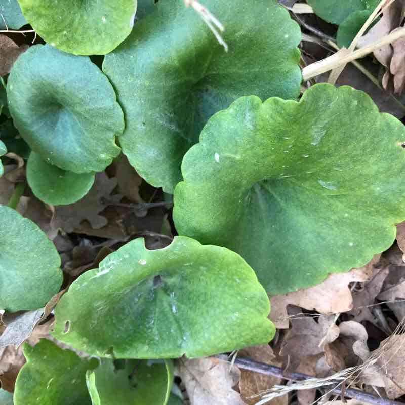 Laval walking route map in Combaillaux
