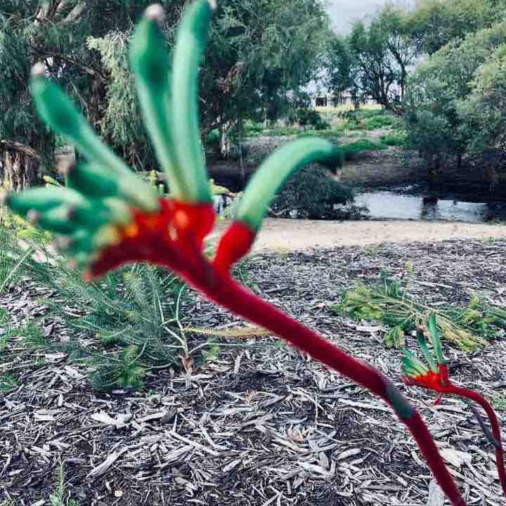 Avairy creek dog walk walking route map in Aveley