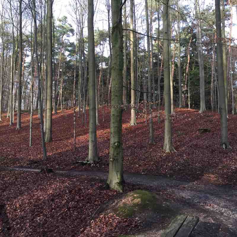 Forest of Hall walking route map in Halle