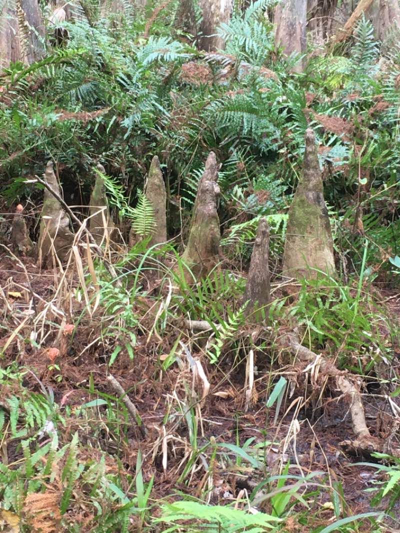 walking near me in Highlands Hammock State Park in winter