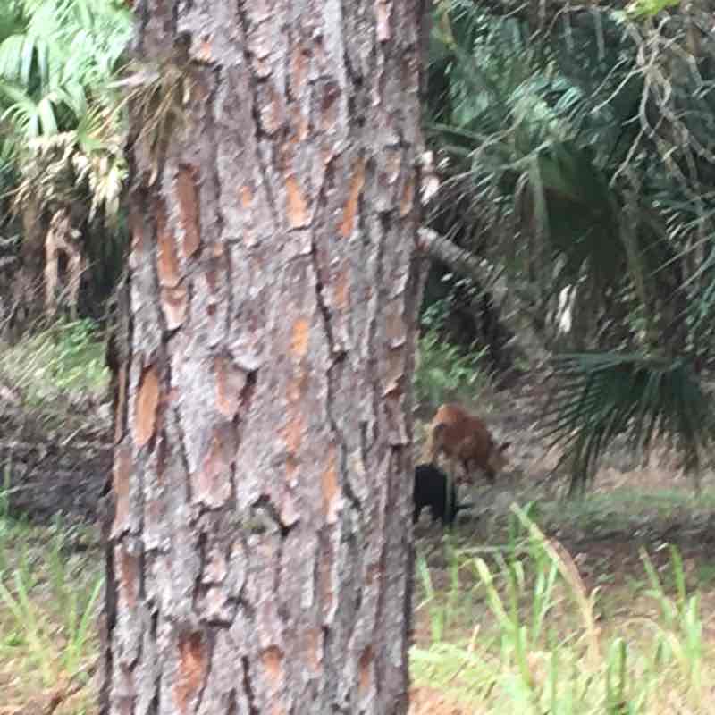 Highland Hammocks State Park, Sebring FL
