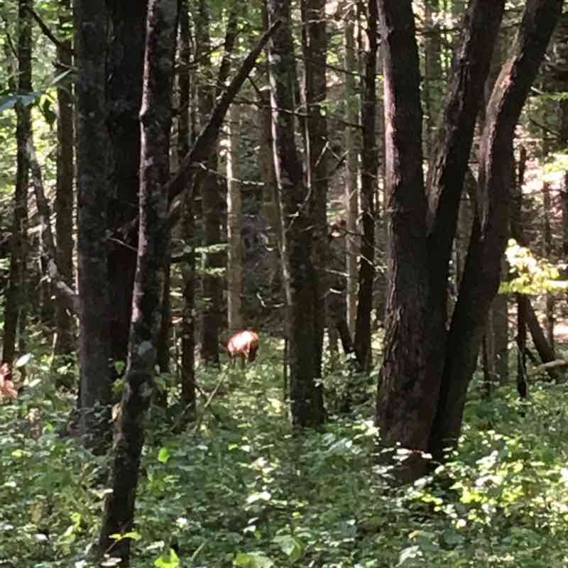 Cataloochee Valley elk viewing walking route map in Waynesville