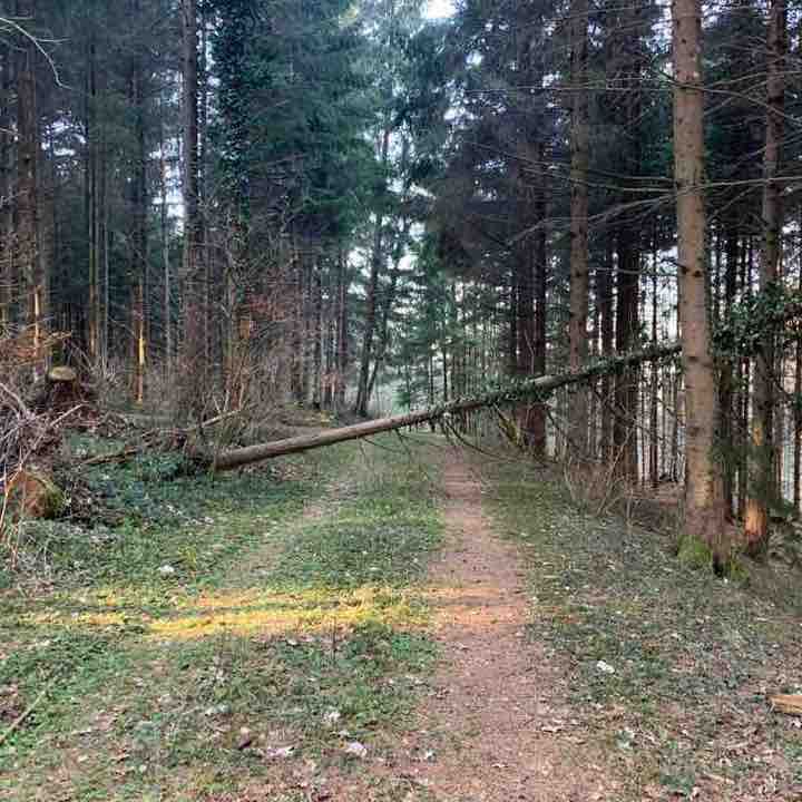 Sarmenstorf village forest run walking route map in Uezwil