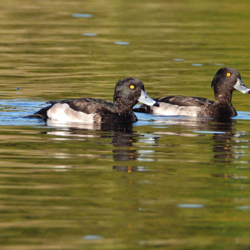 Rund um den Vogelstangsee 