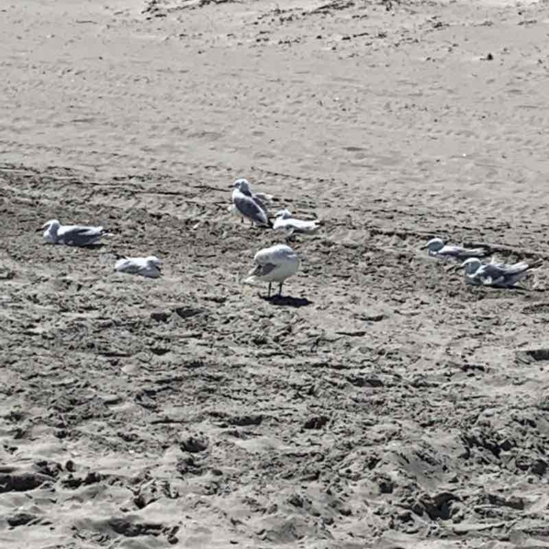 Coogie tread walking route map in Coogee
