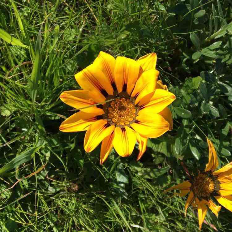 Richmond Marina walking route map in El Cerrito