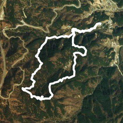 대관령 소나무숲