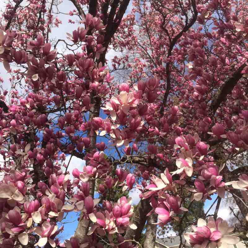CSU Chico through Lower Bidwell to Upper Park Walk California, USA